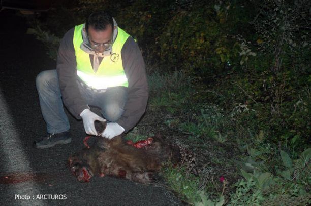Καστοριά: Ακόμα ένα αρκουδάκι νεκρό σε τροχαίο…